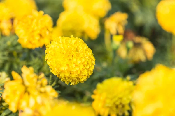 Marigold flowers in garden — Stock Photo, Image
