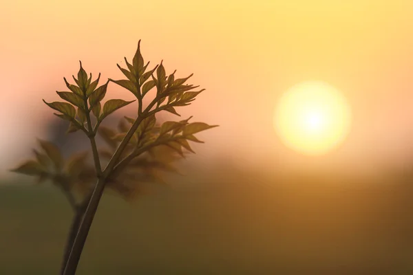 Günbatımı ile taze bitki — Stok fotoğraf