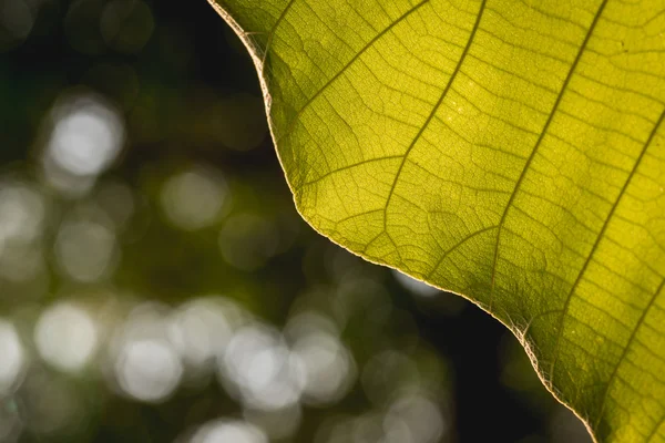 Texture of tree leaf — Stock Photo, Image