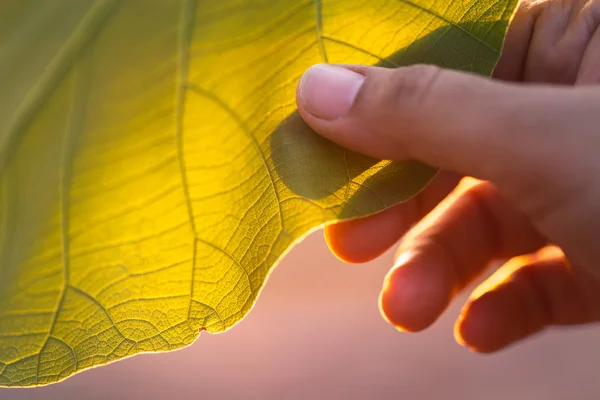 Hand holding tree leaf — Stock Photo, Image