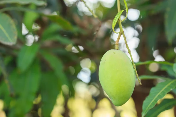 Green mango on tree — Stock Photo, Image