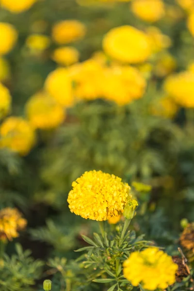 Marigold flowers in garden — Stock Photo, Image