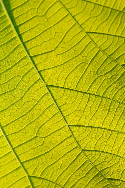 Textuur van boom blad — Stockfoto