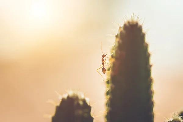 Red ant on cactus — Stock Photo, Image