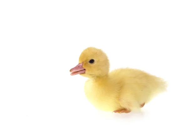 Cute small duckling — Stock Photo, Image