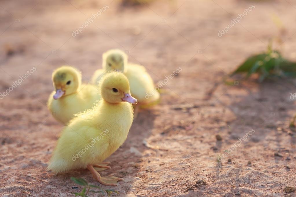 Patitos pequeños en tierra — Foto de stock © PhanuwatNandee 72117051