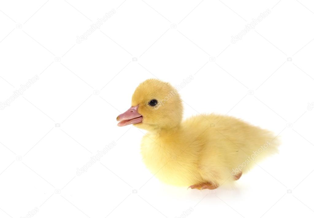 Cute small duckling