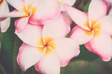 Plumeria frangipani çiçekler