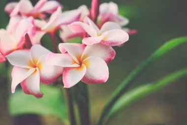 Plumeria frangipani çiçekler