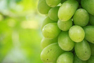 taze yeşil üzüm