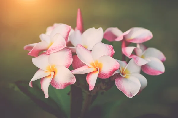 Plumeria frangipani blommor — Stockfoto