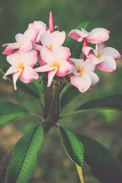 Plumeria frangipani blommor — Stockfoto