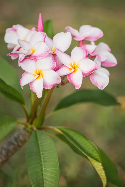 Plumeria frangipani flores — Fotografia de Stock