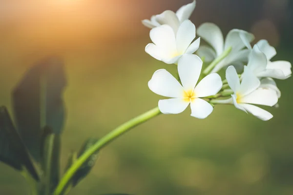 Plumeria frangipani bloemen — Stockfoto