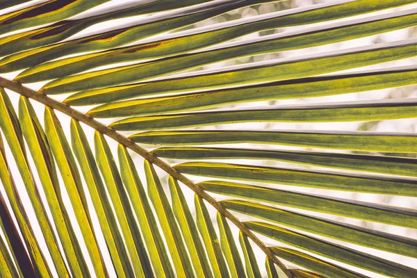 Green leaf on coconut tree — Stock Photo, Image