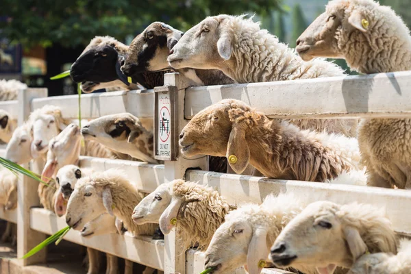 stock image Sheep on farm at Ratchaburi