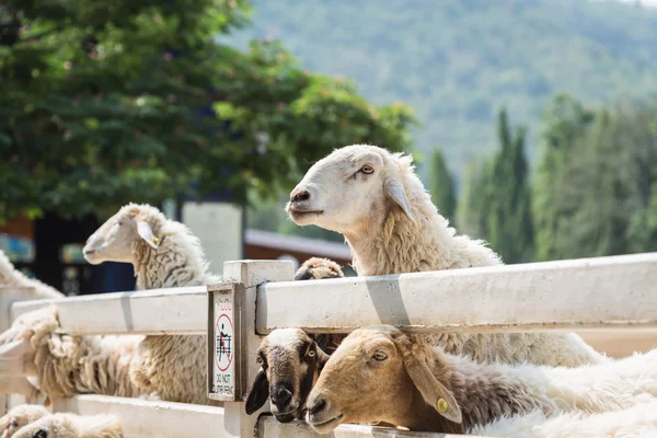在拉差布里农场的羊 — 图库照片