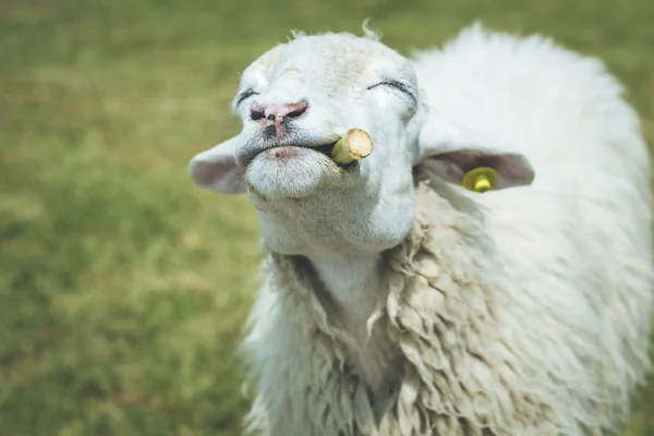 Head of sheep on farm — Stock Photo, Image