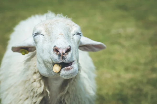 Head of sheep on farm — Stock Photo, Image