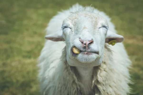 農場で羊の頭 — ストック写真