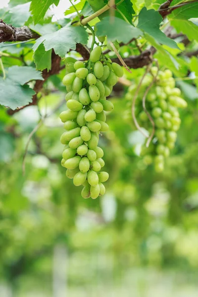 Färska gröna vindruvor — Stockfoto