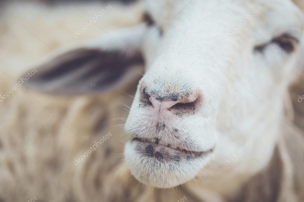 Head of sheep on farm — Stock Photo © PhanuwatNandee 73092081