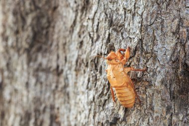 ağaç beklemeye tüy dökme