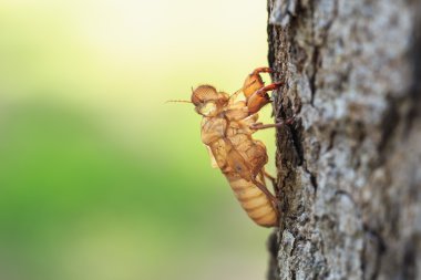ağaç beklemeye tüy dökme