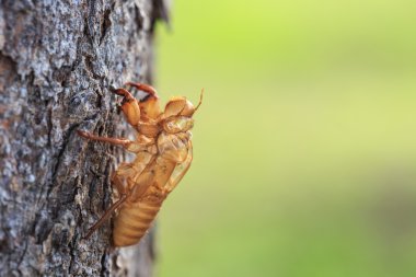 ağaç beklemeye tüy dökme