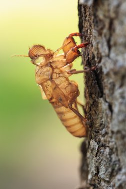 ağaç beklemeye tüy dökme