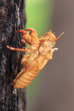 ağaç beklemeye tüy dökme