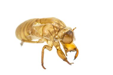 Ağustosböceği slough veya tüy dökme