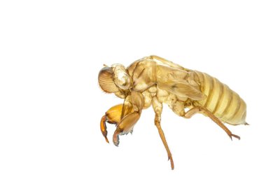 Ağustosböceği slough veya tüy dökme