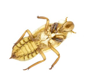 Ağustosböceği slough veya tüy dökme