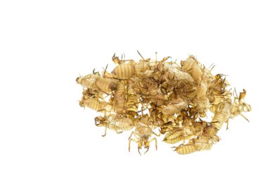 Ağustosböceği sloughs veya molts