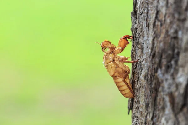 Molt  hold on tree — Stock Photo, Image