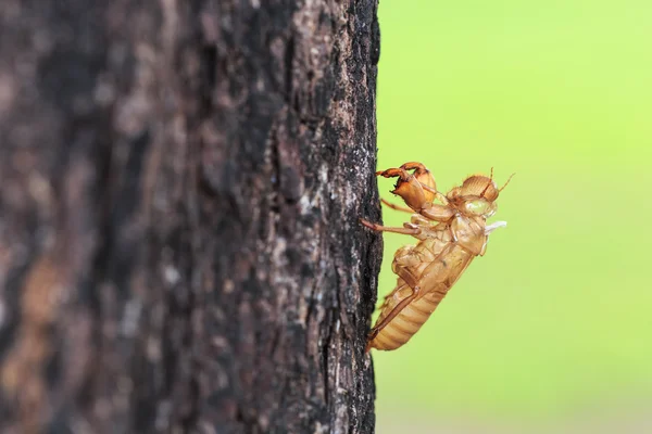 Häutung am Baum — Stockfoto