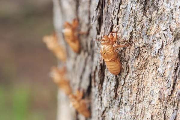 Molt  hold on tree — Stock Photo, Image