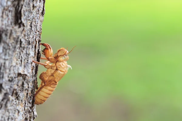 Muda tenere su albero — Foto Stock