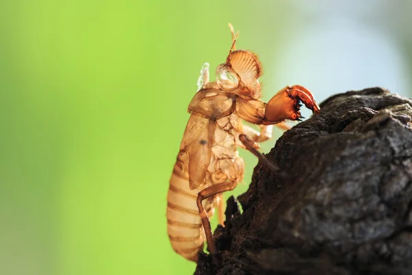 Molt  hold on tree — Stock Photo, Image