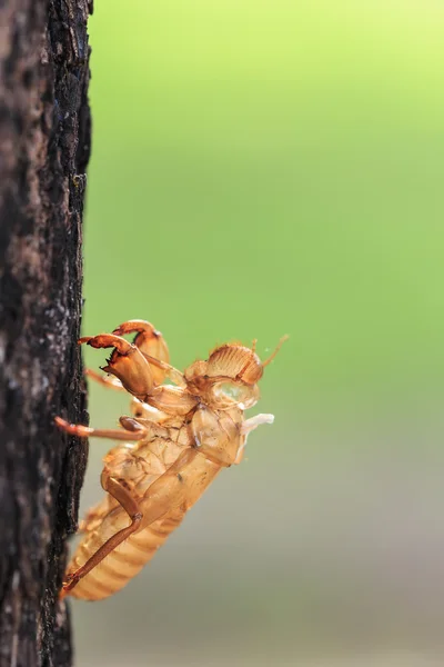 Molt  hold on tree — Stock Photo, Image