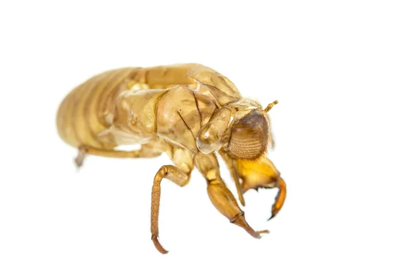 Cicada slough or molt — Stock Photo, Image