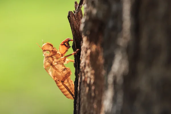 Molt  hold on tree — Stock Photo, Image