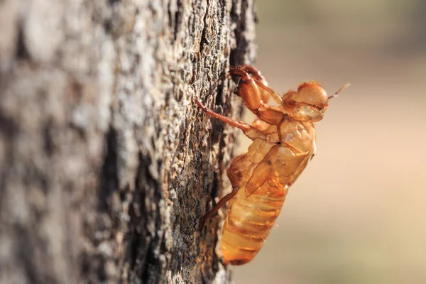 Molt segurar na árvore — Fotografia de Stock