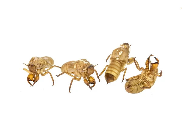Cicada sloughs ou mudas — Fotografia de Stock