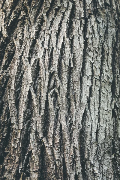 Corteza de árbol marrón — Foto de Stock