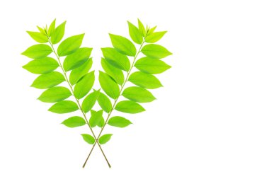 yıldız bektaşi üzümü ağacının yaprak