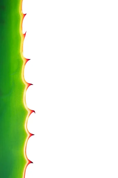Thorn of agave plant — Stock Photo, Image
