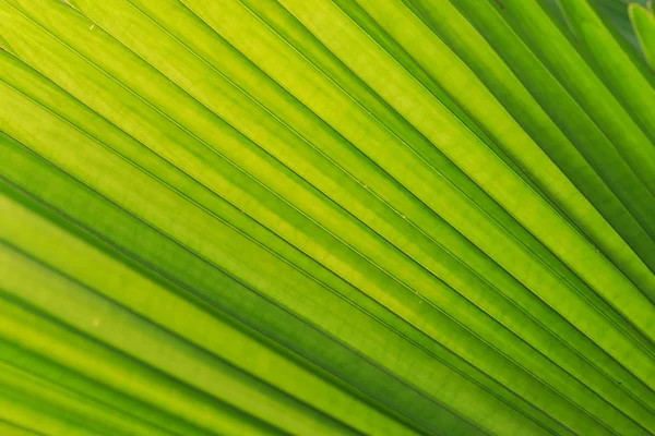 Hoja de palma verde —  Fotos de Stock