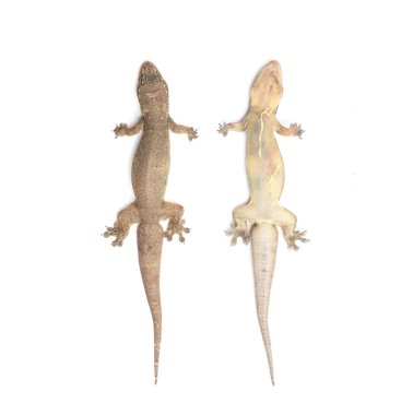 kahverengi ölü kertenkele